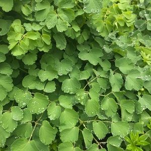 Meet your Posher, Callista